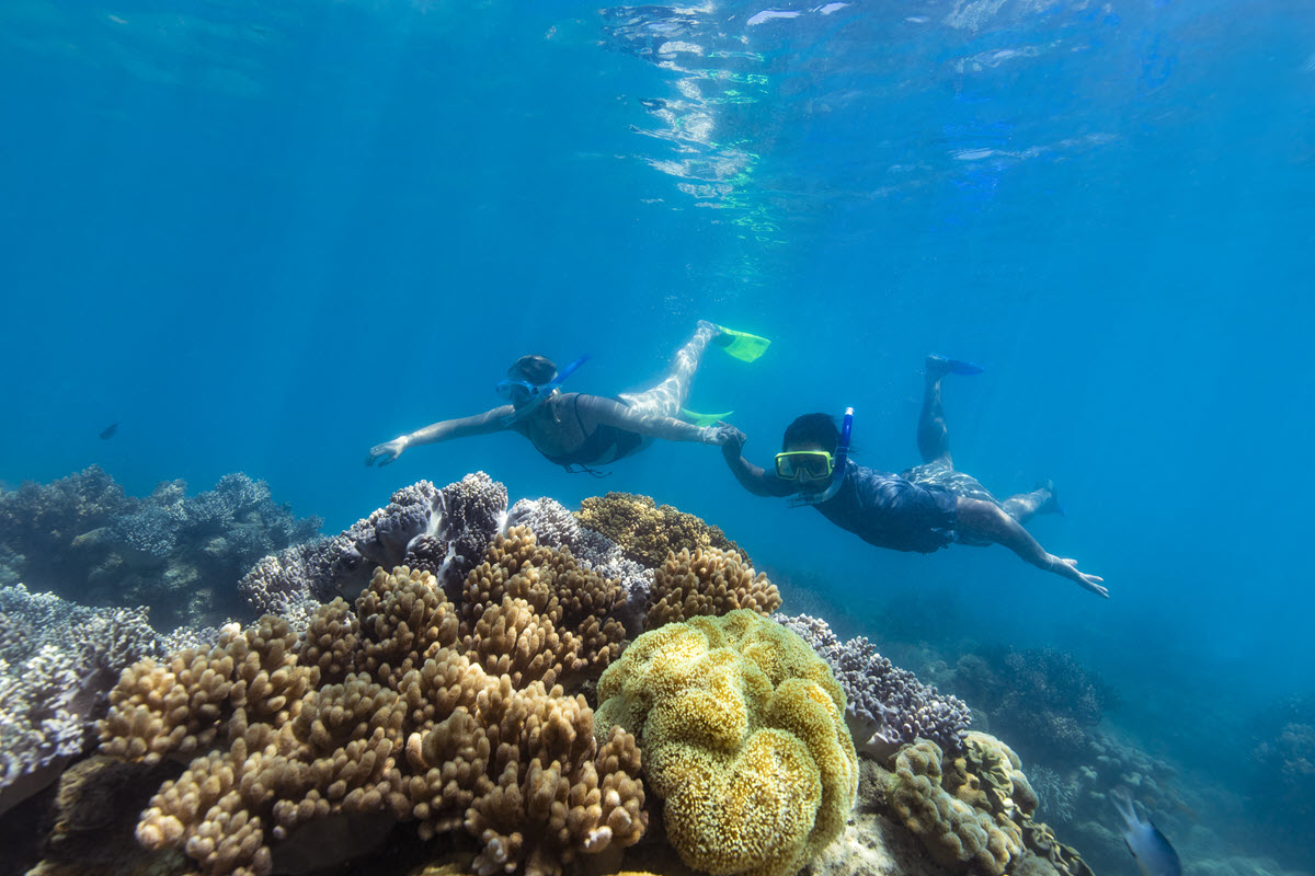 hamilton island snorkelling