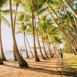 palm cove palm trees