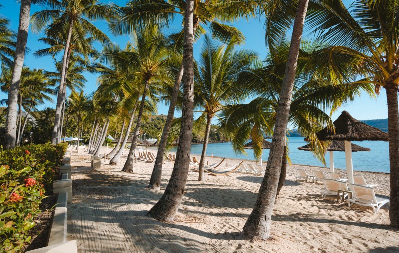 hamilton island beach palm trees