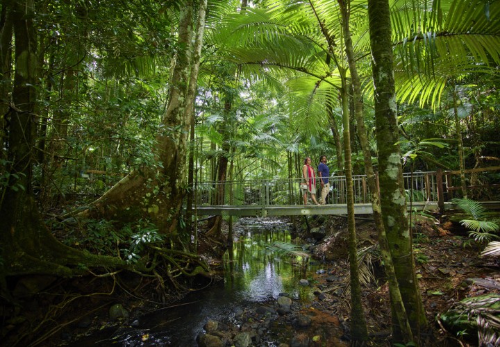 cape tribulation daintree disovery centre