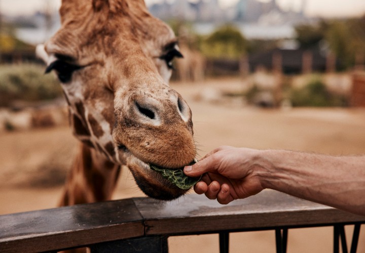 Taronga Zoo Destination NSW